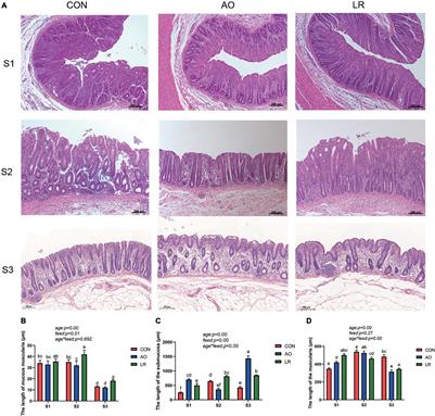 The Responses of Lactobacillus reuteri LR1 or Antibiotic on Intestinal Barrier Function and Microbiota in the Cecum of Pigs